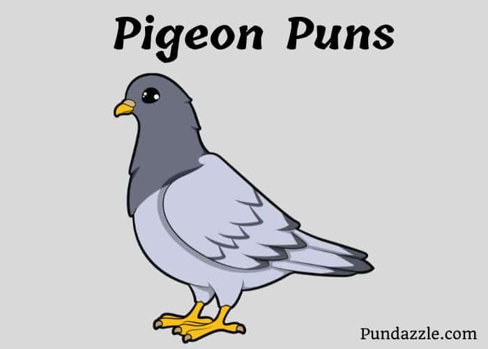 130 Hilarious Pigeon Puns And Jokes That Will Take Flight