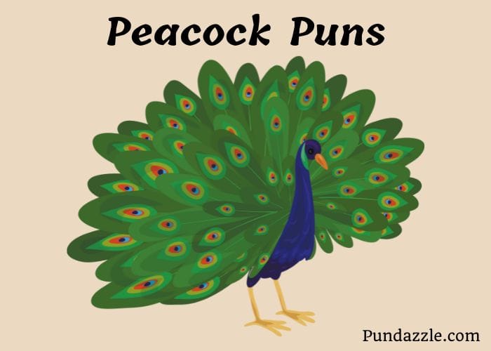 205 Hilarious Peacock Puns To Brighten Your Conversations